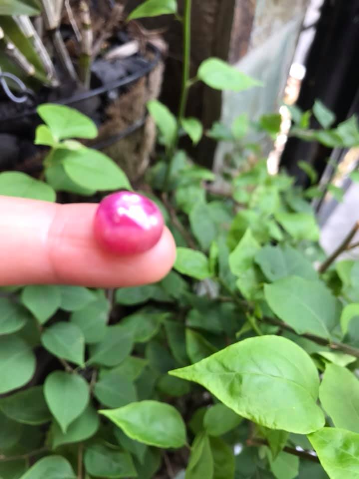 VIÊN ĐÁ RUBBY HỒNG TRÒN ĐẸP NHƯ BÔNG HOA PHÍA TRÊN VIÊN ĐÁ TRÒN DẦY ĐẸP LẮM LUÔN LÀM MẶT NHẪN DÂY CHUYỀN Size DÀI 12mm X NGANG 11mm x DẦY 7mm