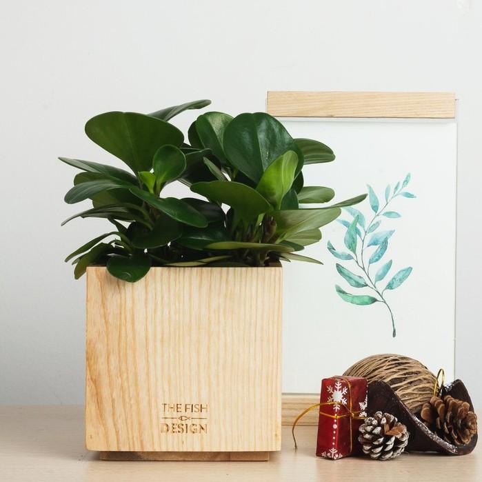 Chậu cây trường sinh hợp với người mệnh Mộc, tượng trưng cho sự trường tồn, giúp thanh lọc không khí | size L | THE FISH SIZE L