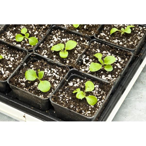 Hạt giống Dạ yên thảo kép nhiều màu tỷ lệ nảy mầm cao Petunia seeds