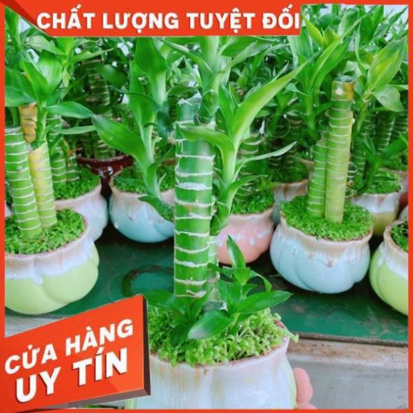 Chậu phát tài giò gà hay chân gà