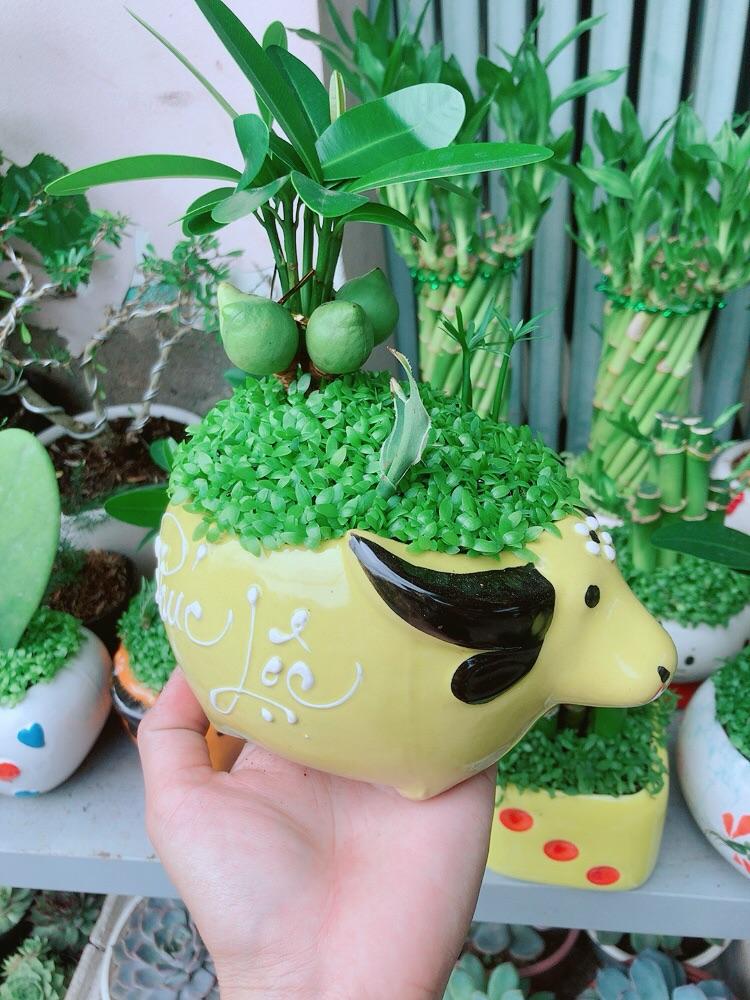 Chậu Cây May Mắn Tài Lộc