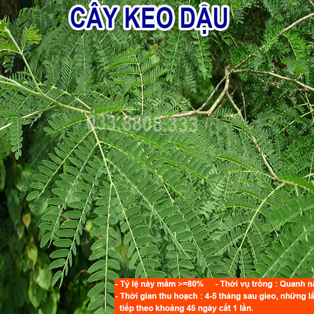 HẠT GIỐNG KEO DẬU - Thức Ăn Chăn Nuôi - Hạt Giống Cỏ Chăn Nuôi - Cỏ Chăn Nuôi Trâu,Bò,Dê...