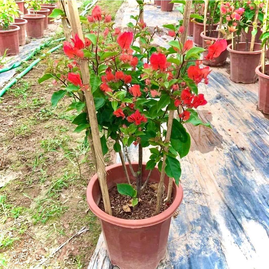 cây hoa giấy đỏ lửa thái trưởng thành - Red Samba đang hoa cao 80cm (Ảnh thật).