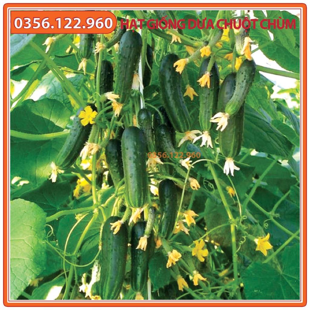 Set 5 gói Hạt giống dưa leo chùm, dưa leo bao tử F1, dưa chuột chùm