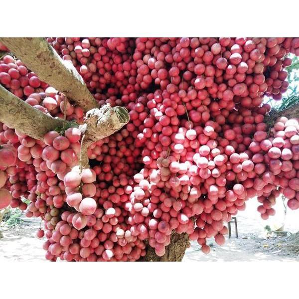 CÂY GIỐNG DÂU DA ĐẤT SIÊU QUẢ SIÊU NĂNG SUẤT- CAM KÊT GIỐNG CHUẨN F1