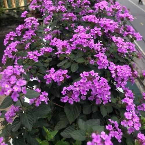 CHẬU HOA CÚC Ngũ Sắc Tím Rủ SIÊU ĐẸP - NCCCTNGTRSD