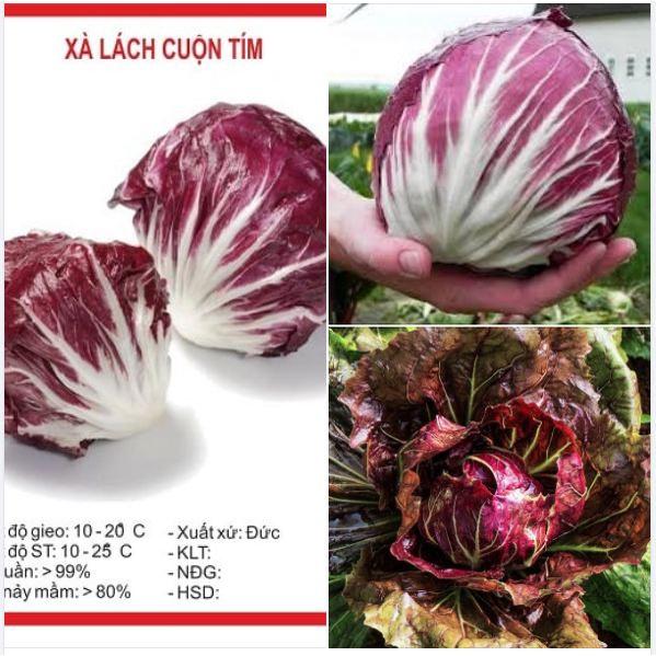 Hạt giống rau xà lách cuộn tím dể trồng f1-1 gói 0,5 gram-tặng kèm gói phân bón lót