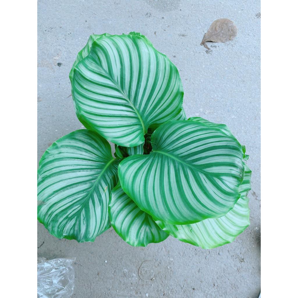 Cây Đuôi Công Táo Xanh Lá To Tròn