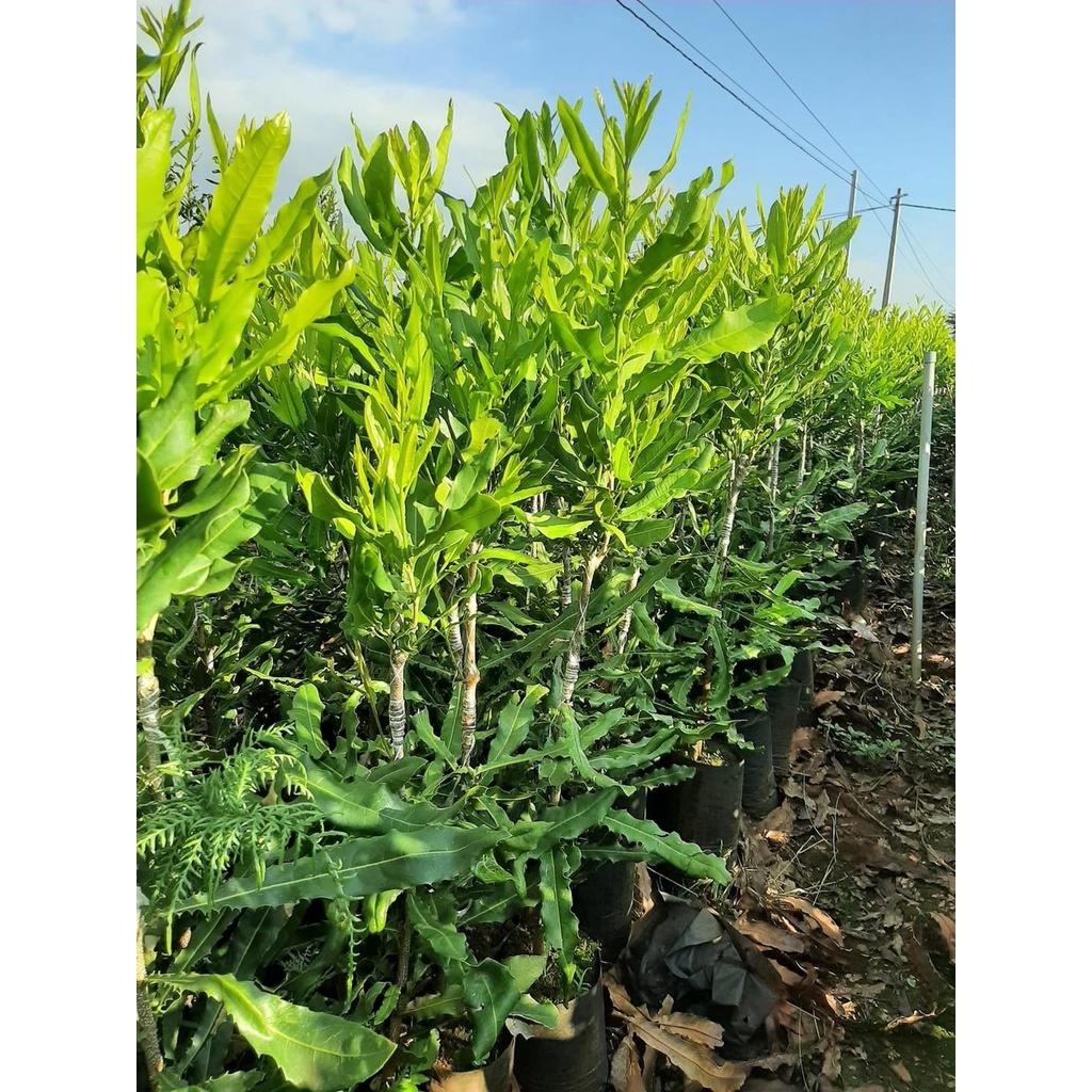 Cây giống MẮC CA OC ghép . ()