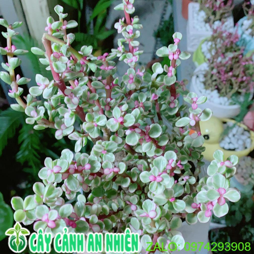 Cây Cành Vàng Lá Ngọc