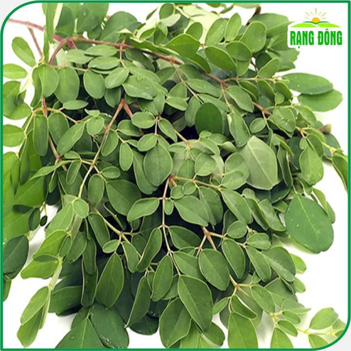 Hạt giống Chùm Ngây Rado 03 (2g~10 hạt) nhiều công dụng, trồng quanh năm, tuổi thọ 5 năm - Hạt giống Rạng Đông