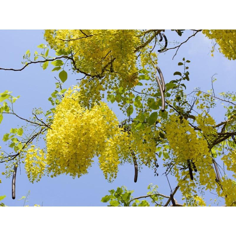 1 KG HẠT GIỐNG CÂY Cây Osaka Vàng - MUỒNG HOÀNG YẾN