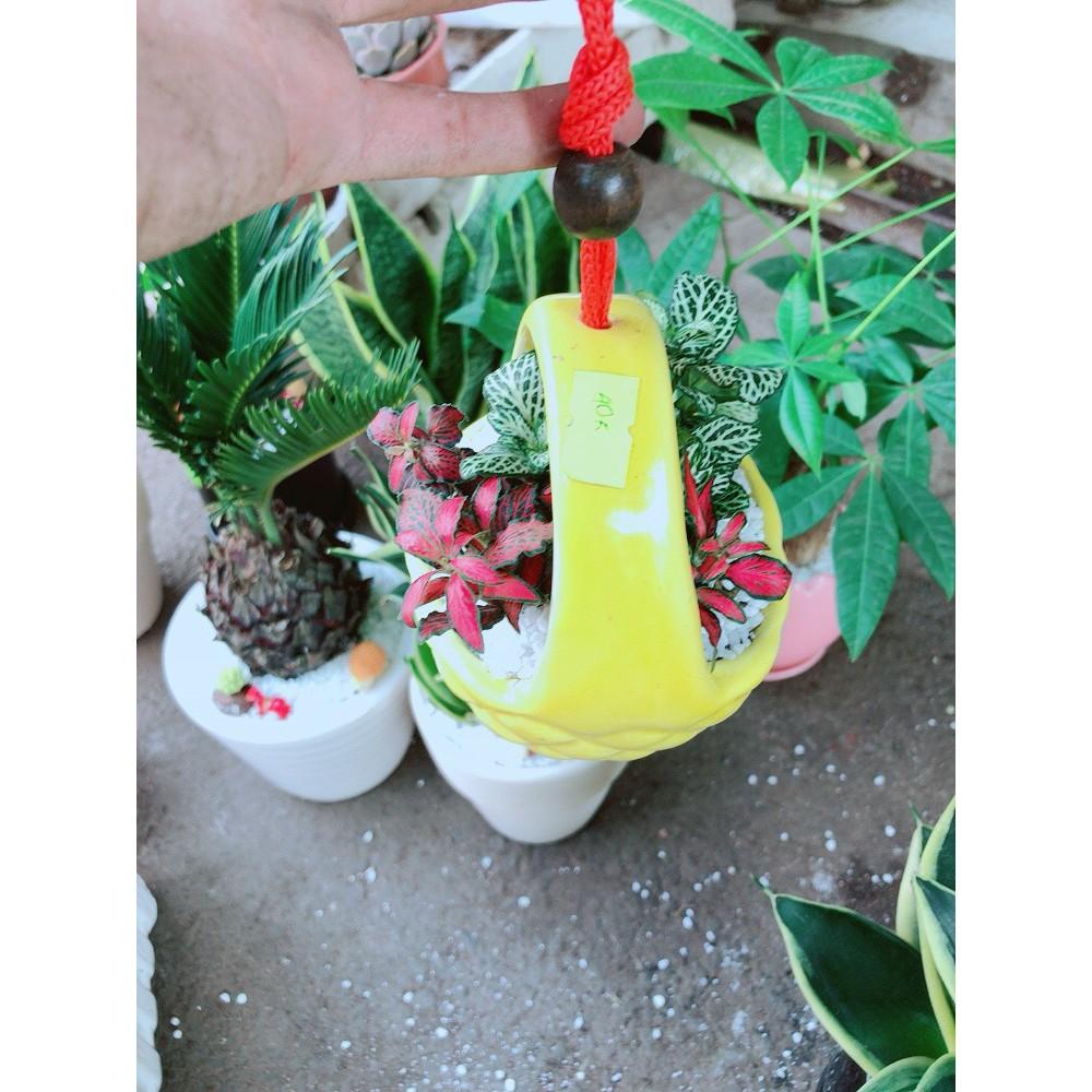 Chậu cây cẩm nhung