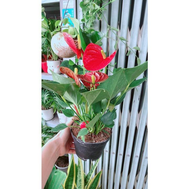 Cây Hồng Môn Hàng Đẹp Nhiều Hoa