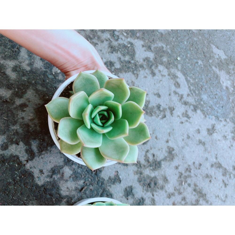 Sen Đá Hồng Cánh Cứng