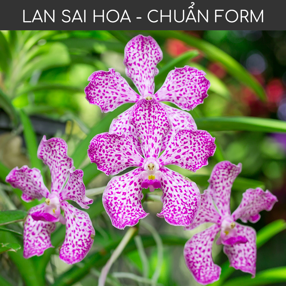 Phân bón kích hoa chuyên biệt cho hoa lan BIOTHRIVE giúp phong lan nở sai hoa hơn, lâu tàn, chuẩn form và đậm màu, hàng chính hãng thương hiệu Docneem