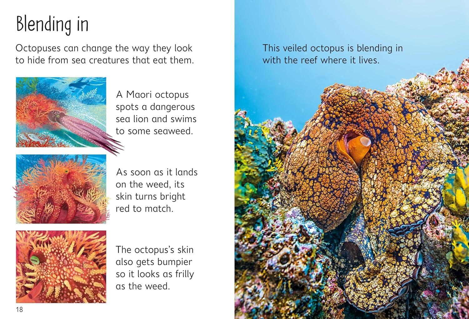 Sách ngoại văn: Beginners Octopuses