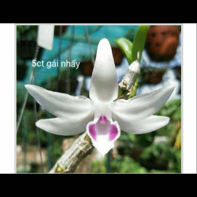 Hoa phong lan - 5 cánh trắng gái nhảy cam kết chất lượng
