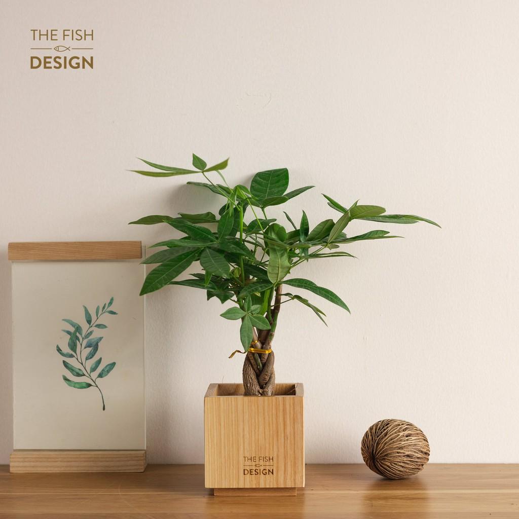Chậu cây kim ngân xoắn thân phong thủy - có tác dụng thanh lọc không khí, sinh tài lộc giữ của cải, hợp với người mệnh Mộc và mệnh Hoả | size M | The Fish Design