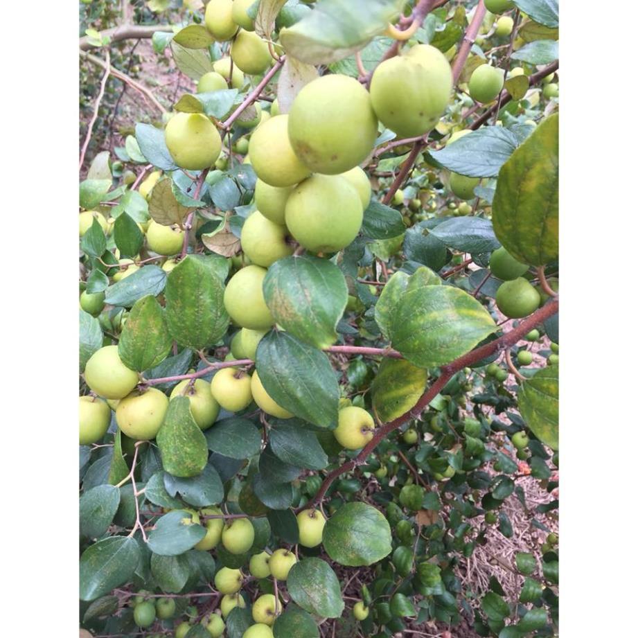 Cây Táo Đài Loan 4 Trái 1kg + Tặng 01 cây dâu da đất