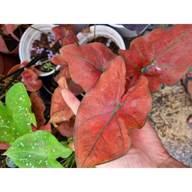 Chậu cây môn đỏ caladium Danasty