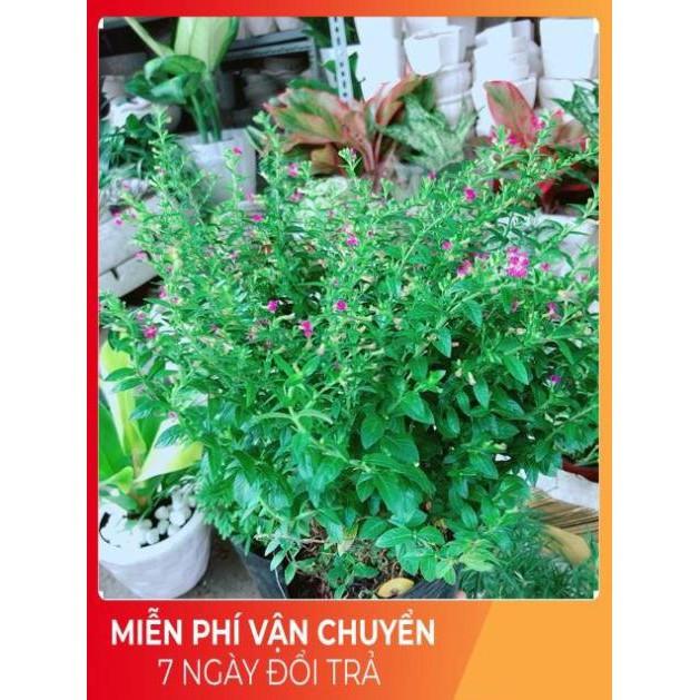 Cây Cẩm Tú Mai