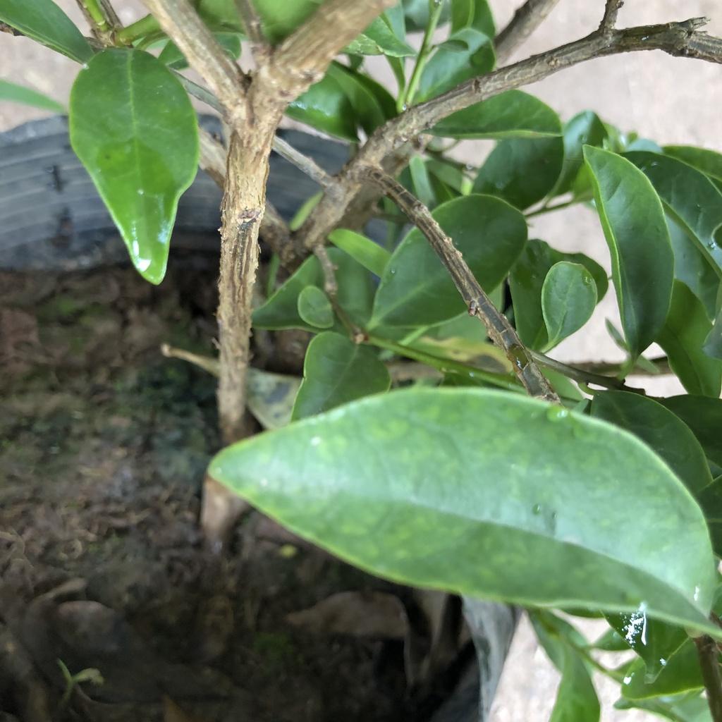 Cây hoa nhài nhật, chiều cao cây 25-30cm hoa cực thơm mùi hương dễ chịu thư giãn, thích hợp trang trí cảnh quan sân vườn