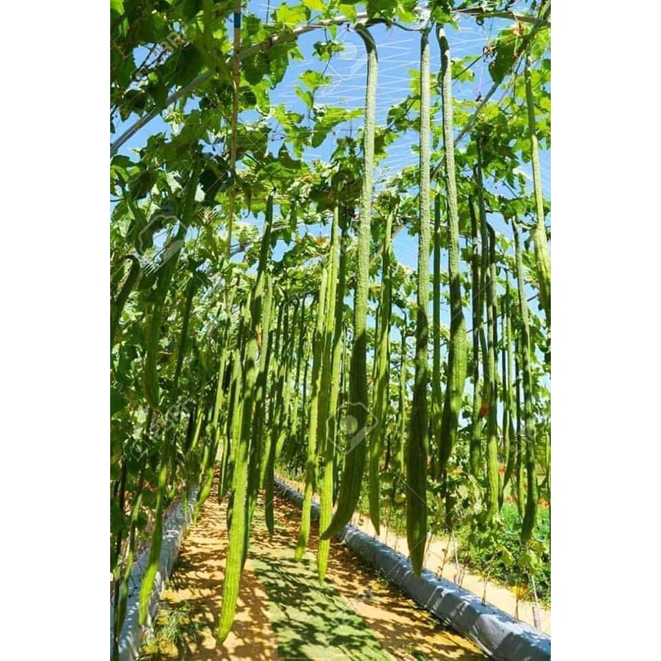 Bộ 3 gói hạt giống mướp hương siêu dài dể- gói 10 hạt-tặng kèm gói phân bón lót