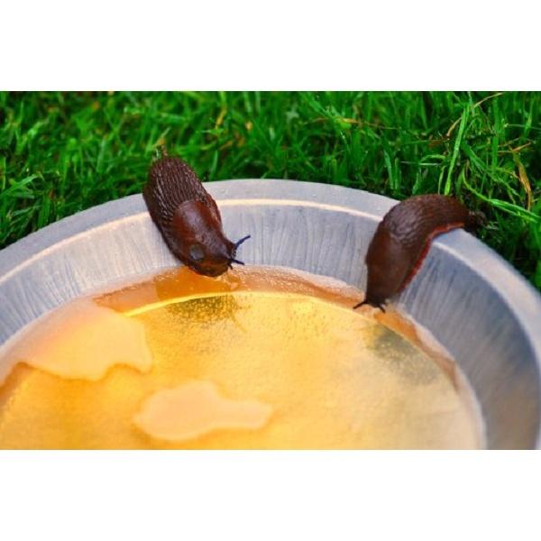 Dầu khoáng phòng ngừa sâu bệnh - Chai 250ml