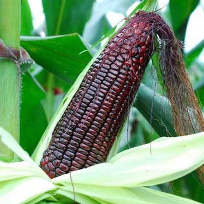 Hạt giống Bắp tím , đóng gói 5gr