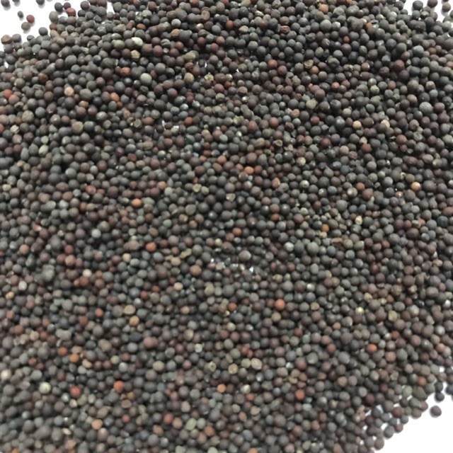 Hạt Giống Cải Bẹ Dưa Cao Sản, Giòn Ngọt - 20 gr/gói