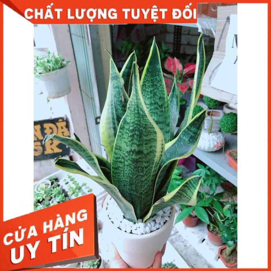 Chậu lưỡi hổ vằng Nhiều Người Mua