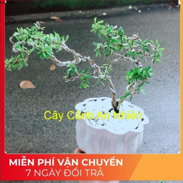 Chậu Cây Linh Sam