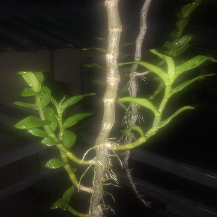 Phi điệp đột biến 5 CT CỦ CHI chuẩn giống cam kết chất lượng