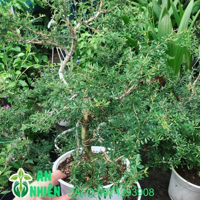 Linh Sam Lớn+2 linh sam nhỏ