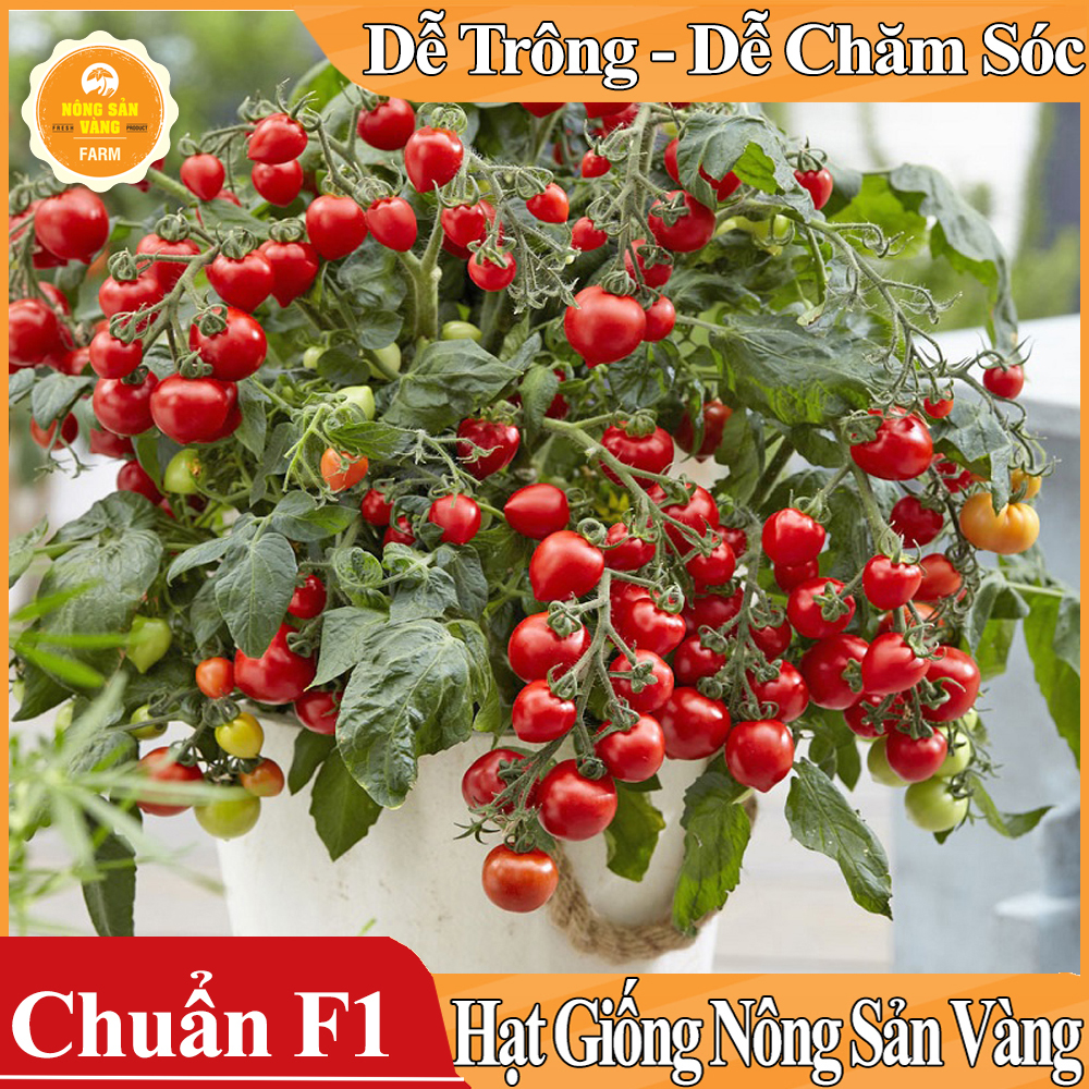 Hạt giống Cà Chua Bi Đỏ Lùn - Nông Sản Vàng