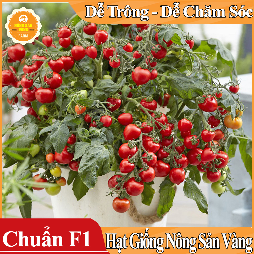 Hạt giống Cà Chua Bi Đỏ Lùn ( Gói 20 Hạt ) - Nông Sản Vàng