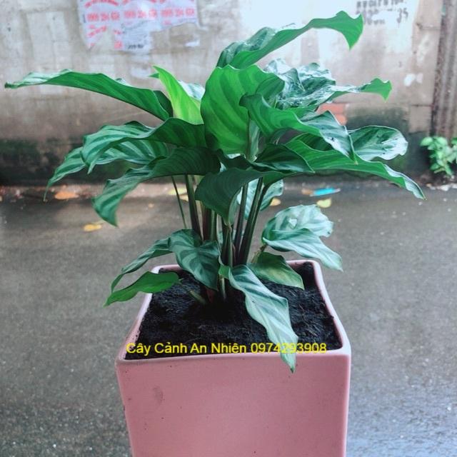 Chậu Đuôi Công Xanh