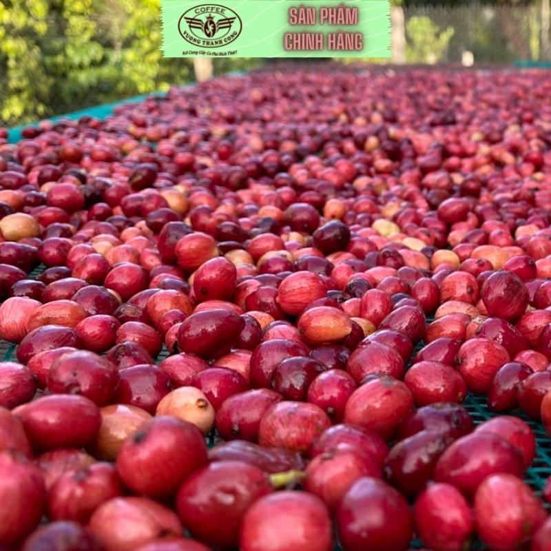 Cà phê mộc đặc biệt ocop 500gram, cà phê quy trình hữu cơ chất lượng, thơm ngon, đắng đậm, hậu ngọt, nổi tiếng buôn ma thuột