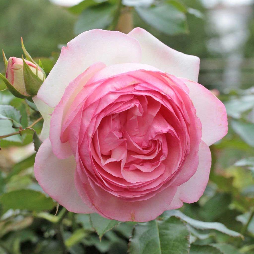 Hoa hồng ngoại Misaki siêu đẹp - chậu to , cây to già 2 năm