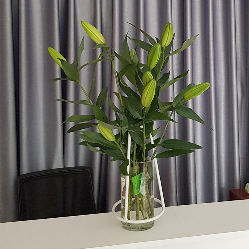 BỘT DƯỠNG HOA LONGLIFE SG CỦA ISRAEL BÍ QUYẾT GIỮ HOA TƯƠI LÂU GẤP 2 LẦN DÀNH SHOP HOA BẢO QUẢN HOA CẮM BÌNH, HOA CẮM XỐP TƯƠI LÂU VÀ KHÔNG THAY HOA ĐỊNH KỲ THÁNG