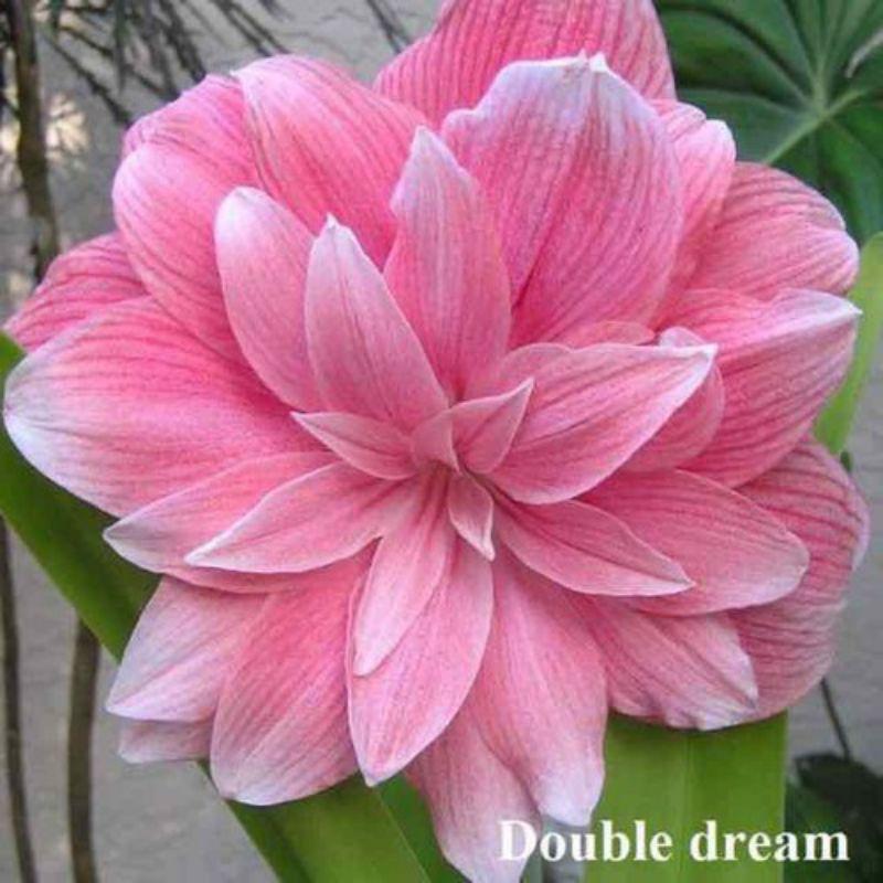 Củ huệ kép double dream baby