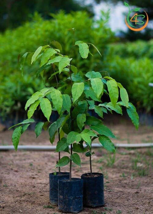 Cây giống Sao Đen thuần chủng