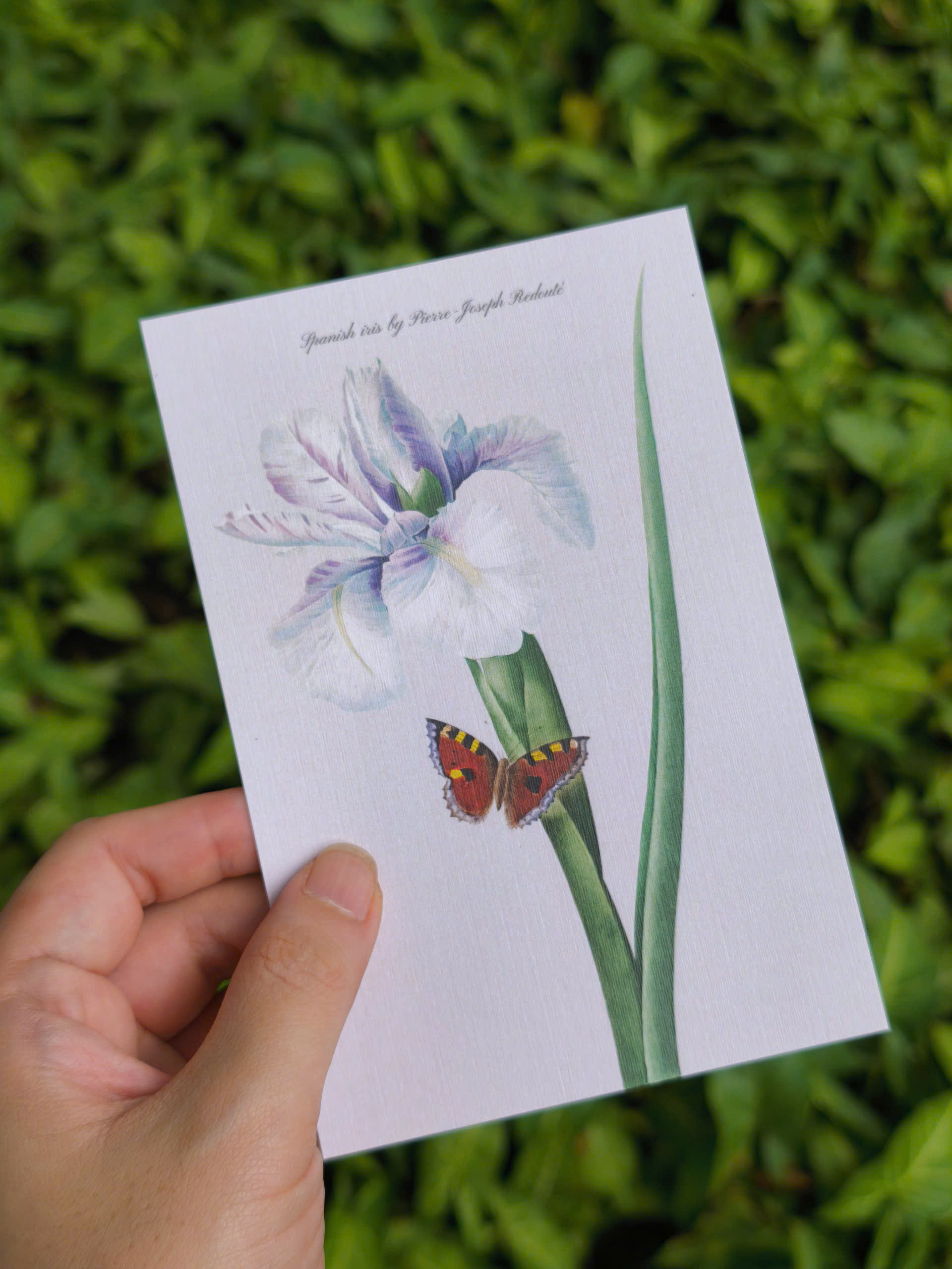 BỘ 100 POSTCARD PETALA & FOLIA - Minh Họa Thực Vật Nghệ Thuật - Giấy Mỹ Thuật 300g Cao Cấp - Nho Xanh