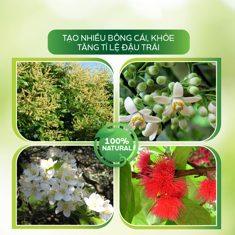 Phân Bón Hữu Cơ AT Đậm Đặc 500ml Siêu Vọt Bông Điều Giúp Tược Hoa Vươn Dài, Siêu Ra Bông Trị Bệnh Đen Hoa Tăng Tỷ Lệ Đậu