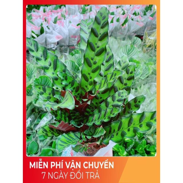 Đuôi Công Phụng Xanh