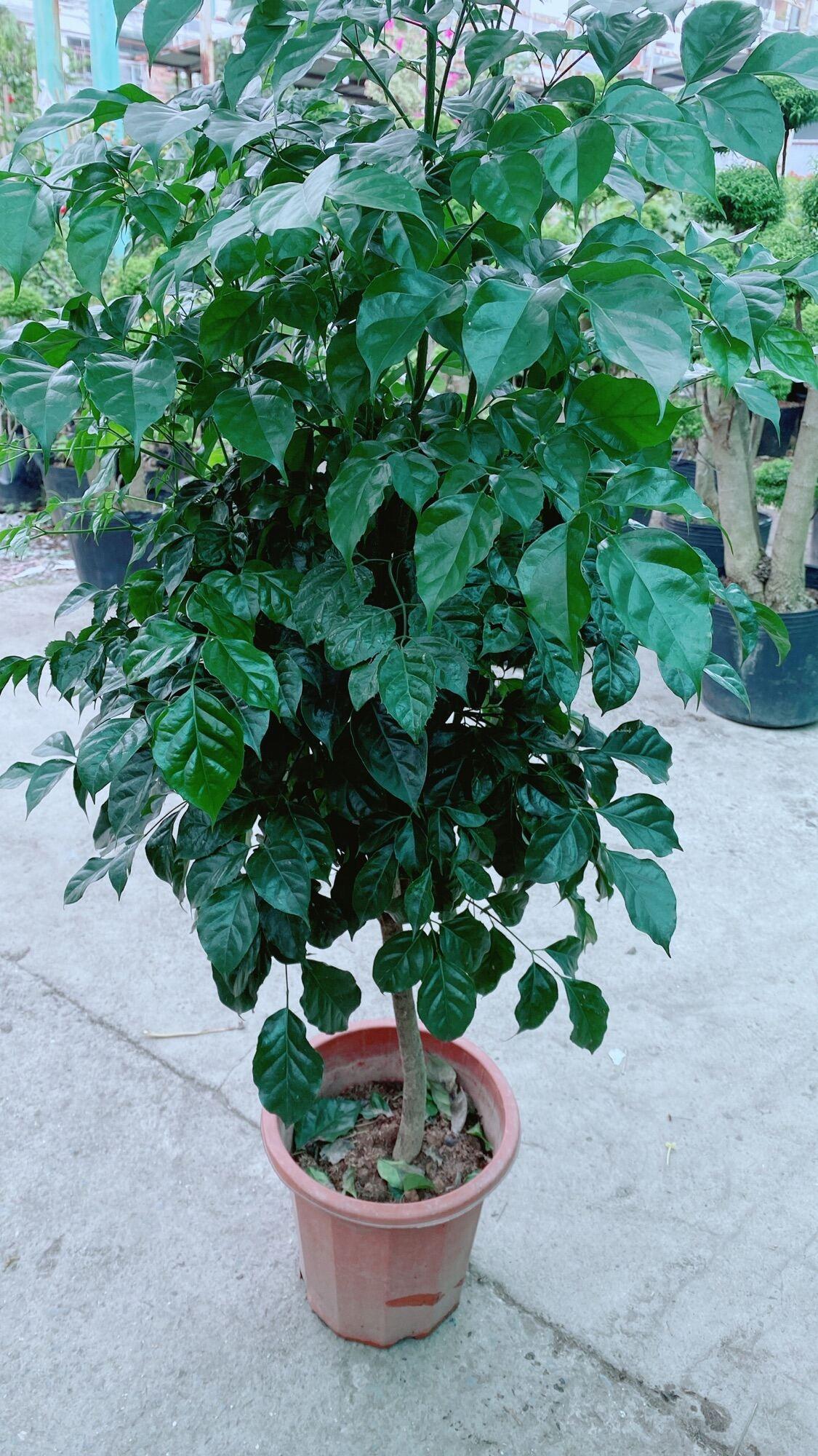 Cây Hạnh Phúc Lớn