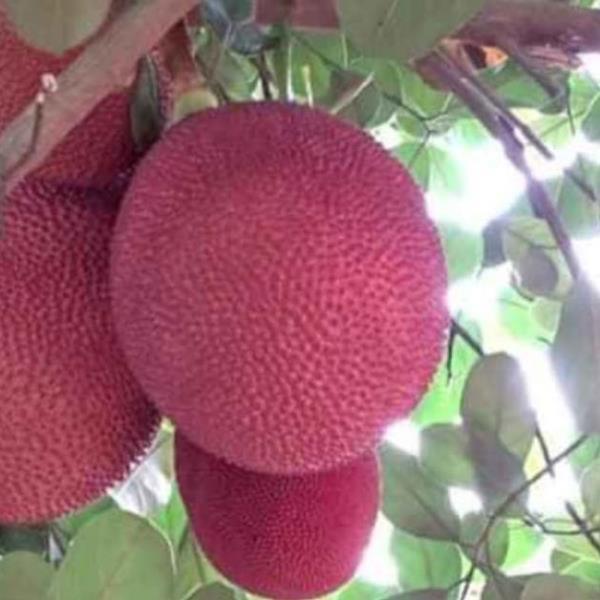 Cây mít đỏ, ruột đỏ chuẩn giống