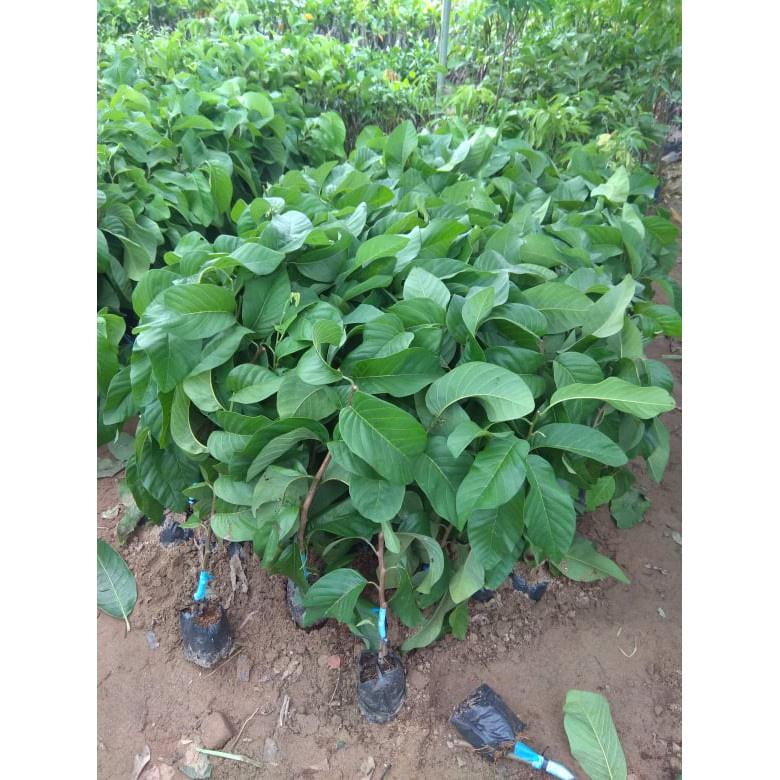 Cây giống Na Thái tặng 2 cây chè xanh