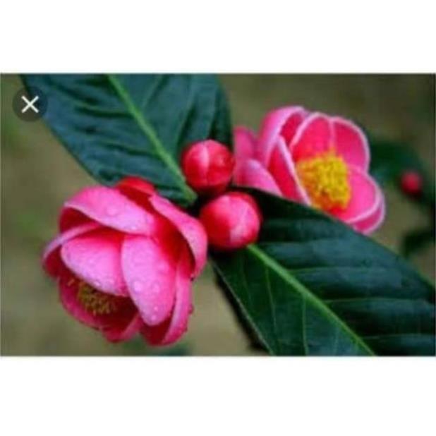 Cây giống hải đường, cây to sắp hoa chơi tết, cây cực đẹp